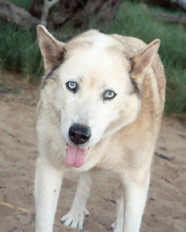 A white wolf-husky with blue eyes stands on a sandy beach. She has brown coloring on her ears and flanks. She is panting and looking directly at the camera. It appears as if she is smiling.