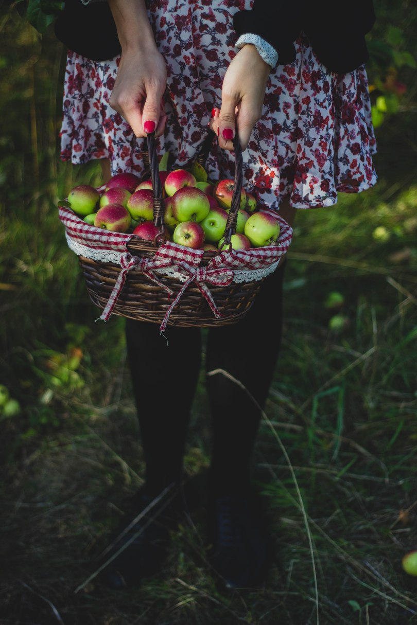 A person wearing a dress and tights holds a basket of red-green apples in a field. You cannot see above the person's waist. They have red painted nails.